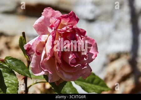 Kloster Pantanassa aus dem 15. Jahrhundert n. Chr., Klostergarten, Nahaufnahme einer rosa Rose mit sanft geformten Blütenblättern in der Sonne, Mystras, Mistra, Stockfoto