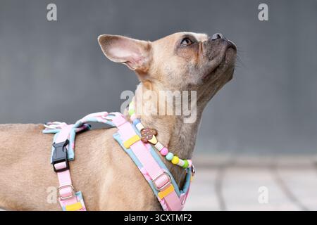 Niedliche französische Bulldogge mit langer gesunder Nase, die ein Y-förmiges Hundegeschirr und Halskette vor der grauen Wand trägt Stockfoto
