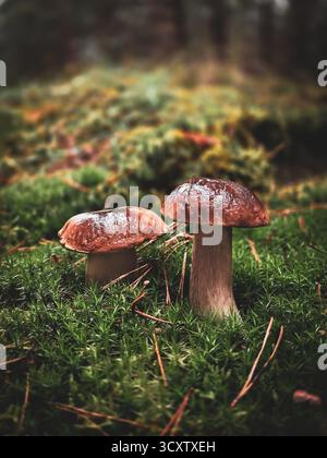 Boletus edulis (Steinpilz), der im Wald wächst, essbarer Wildpilz in natürlicher Waldumgebung, Herbstsaison Stockfoto