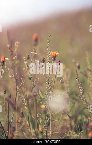 Lose wilde Wiesenblumen in warmem goldenem Licht. Natürliches Sommerfeld blüht mit sanfter Atmosphäre, friedlicher ländlicher Landschaft und sanfter Naturstimmung Stockfoto