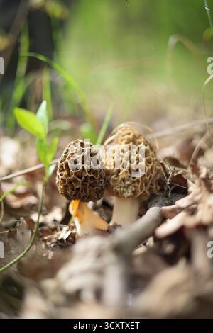 Morchella-Pilze, die in Fichtenwäldern wachsen. Detaillierte Makroansicht von essbaren Pilzen in natürlichem Waldlicht, Herbstatmosphäre Stockfoto