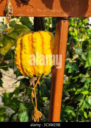 Gelber Kürbis, der auf einem Holzträger wächst. Kleiner Kürbis von interessanter Form. Dekorativer Kürbis Stockfoto