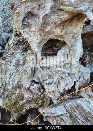 Ein großes Fragment eines alten, trockenen Baumes mit einer interessanten, fast skulpturalen Form. Eine Nahaufnahme eines getrockneten, knorrigen Stammes oder der Wurzeln eines alten Baumes Stockfoto
