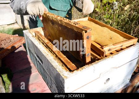 Imker inspiziert einen Bienenstock an einem sonnigen Tag, überprüft die Wabenrahmen, trägt Schutzhandschuhe und Anzug, Imkerkonzept Stockfoto
