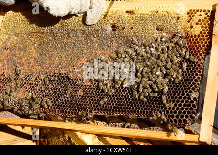 Imker untersucht eine Wabe mit Bienen, Nahaufnahme eines Holzrahmens voller Honig, Honigbienen und Bienenwachs mit Handschuhen. Stockfoto