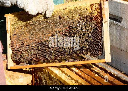 Imker inspiziert Wabenrahmen mit Bienen, eine Nahaufnahme eines Imkers, der einen Rahmen voller Bienen und Honig in natürlichem Licht im Freien hält. Stockfoto