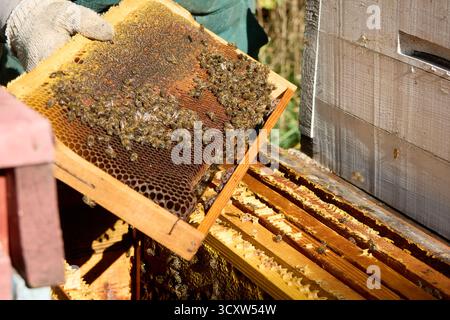 Imker hält eine Wabe voller Honig und Bienen, inspiziert den Bienenstock im Bienenhaus, Imkerei-Konzept, Nahaufnahme. Stockfoto