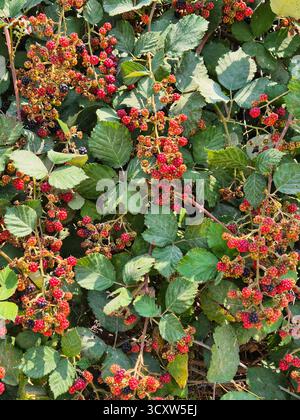 Unreife brombeeren auf einem dicken grünen Busch. Stockfoto