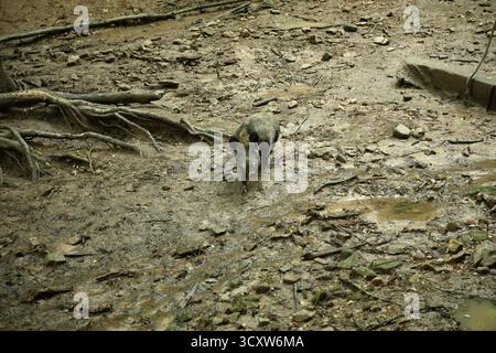 Wilde Sus scrofa auf der Suche in gemäßigtem Schlammwald Stockfoto