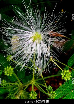 Weißes Powderduff blüht mitten im Wald mit einem Fokus auf die Blüte und ihre Samen, mit sehr schönen Details Stockfoto