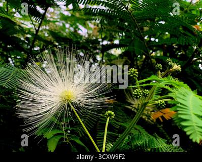Weißes Powderduff blüht mitten im Wald mit einem Fokus auf die Blüte und ihre Samen, mit sehr schönen Details Stockfoto