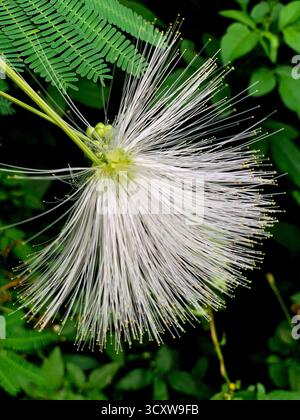 Weißes Powderduff blüht mitten im Wald mit einem Fokus auf die Blüte und ihre Samen, mit sehr schönen Details Stockfoto