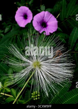 Weißes Powderduff blüht mitten im Wald mit einer verschwommenen Meile-a-Minute-Rebblume. Stockfoto