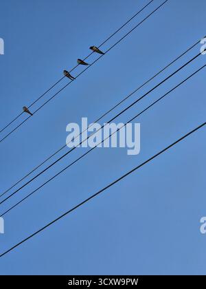 Hochspannungsleitungen. Stromleitungen gegen den Himmel. Schluckt an Drähten gegen den blauen Himmel Stockfoto