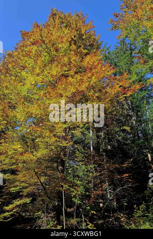 Berchtesgaden, Deutschland 15.10.2025: Im Bild: Herbstliche Buche im Mischwald bei Berchtesgaden, Bayern. Das Laub leuchtet in Gelb- und Orangetönen vor tiefblauem Himmel. Symbolbild für den Wandel der Jahreszeiten, Naturschutz und Biodiversität in Süddeutschland. Bayern *** Berchtesgaden, Deutschland 15 10 2025 im Bild Herbstbuche im Mischwald bei Berchtesgaden, Bayern das Laub leuchtet in Gelb- und Orangetönen vor tiefblauem Himmel symbolisch für die Jahreszeiten, den Naturschutz und die Artenvielfalt in Süddeutschland Bayern Copyright: XFotostandx/xWassmuth Stockfoto