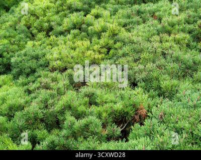 Dichte Bergkiefern mit dunkelgrünen Nadeln, einer feinen Textur und einer kompakten Wachstumsgewohnheit. Kopierraum. Stockfoto