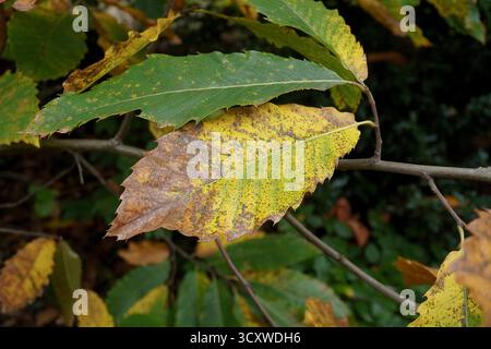 Die Blätter der Bäume werden im Herbst gelb und braun. Saisonales Laub Stockfoto