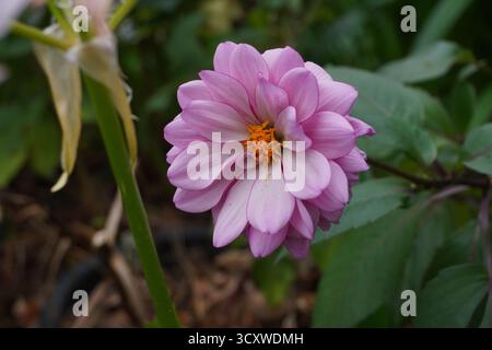 Spätblühende Gartenblume im Herbst. dahlia mit blassrosa Blüten Stockfoto