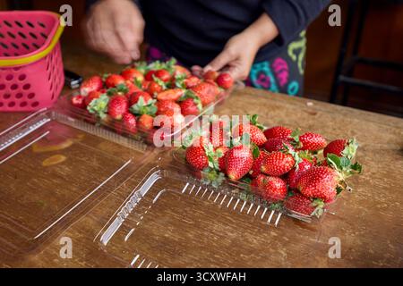 Ein Landwirt, der frisch gepflückte Erdbeeren in durchsichtige Plastikkisten auf der Erdbeerfarm in Bedugul, Tabanan, Bali, Indonesien verpackt. Stockfoto