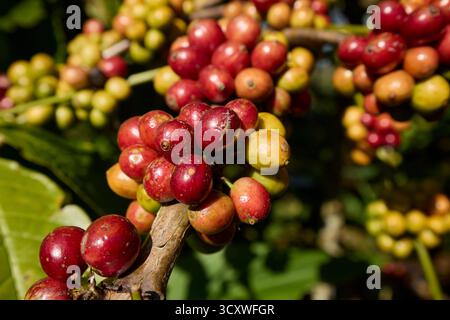 Nahaufnahme von Kaffeekirschen, die auf einem Kaffeebaum Reifen (Coffea arabica). Buleleng Regency, Bali, Indonesien. Stockfoto