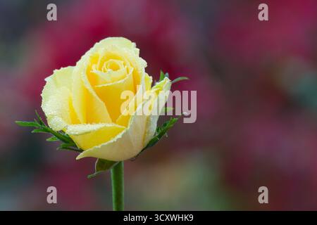 Gelbe Rose. Luxuriöse, cremegelbe Rosenknospe, bedeckt mit Tautropfen vor einem violetten Hintergrund. Stockfoto