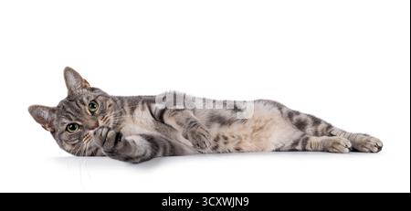 Blaue, fleckige europäische Kurzhaarkatze, die auf der Seite liegt und den Bauch zeigt. Blick auf die Kamera. Isoliert auf weißem Hintergrund Stockfoto