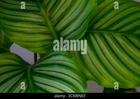 Calathea große grüne Blätter, gestreift, grün, Zimmerpflanze aus nächster Nähe Stockfoto