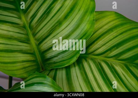 Calathea große grüne Blätter, gestreift, grün, Zimmerpflanze aus nächster Nähe Stockfoto