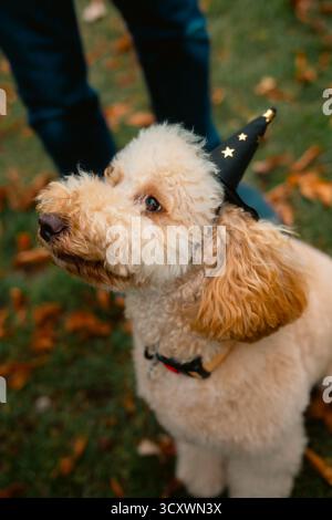 London, Großbritannien – 2025.10.15 – Goldenes Labradoodle mit schwarzem Zauberhut mit goldenen Sternen, die neugierig auf der Herbstgra stehen Stockfoto
