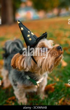 London, Vereinigtes Königreich – 2025.10.15 – Yorkshire Terrier trägt einen schwarzen Zauberhut mit goldenen Sternen während eines Fotoshootings zum Thema Halloween in einem Park surr Stockfoto