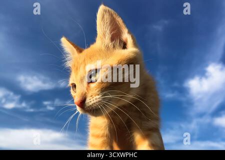 Ginger Kätzchen, die in den blauen Himmel schauen. Hochwertige Fotos Stockfoto