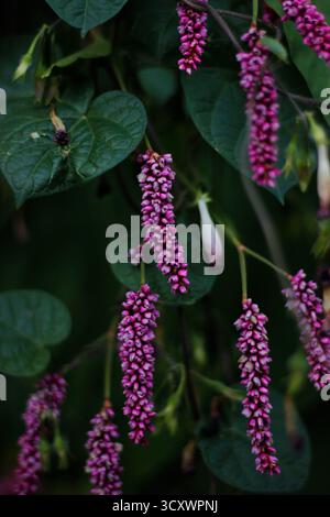 Nahaufnahme von blühendem Smartweed (Persicaria maculosa) mit rosa länglichen Blüten und grünen herzförmigen Blättern Stockfoto