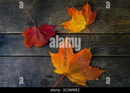 Lebendige Herbstahornblätter auf rustikalem Holz Stockfoto