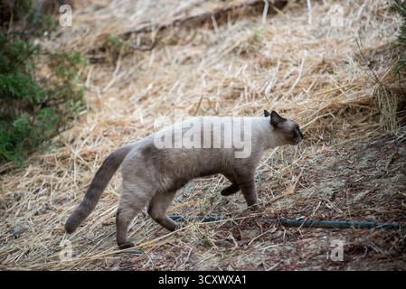 Weite Aufnahme einer streunenden siamesischen Katze mit blauen und gelben Augen zwischen Bäumen und Büschen in einem Stadtpark Stockfoto