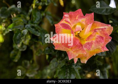 Nahaufnahme einer atemberaubenden gelben und rosa Rose in voller Blüte umgeben von grünen Blättern in einem Garten auf Gran Canaria. Ein perfektes Blumenmakro, das nat einfängt Stockfoto