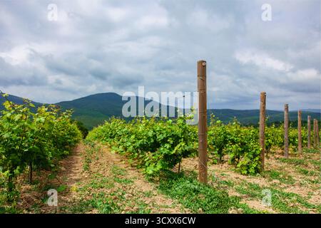 Die Traubenpflanzen wachsen in ordentlichen Reihen auf einem Weinberg vor einem Hintergrund sanfter Hügel. Dunkle Wolken hängen darüber und erzeugen eine stimmungsvolle Atmosphäre Stockfoto