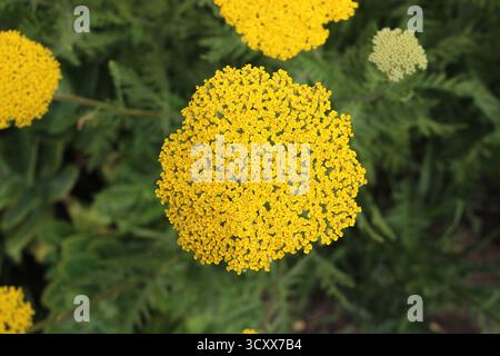 Ein kräftiger gelber, dicht gepackter Schafgarbenblumenkopf von oben mit Laub im Hintergrund. Achillea filipendulina „Parker's Variety“ Stockfoto