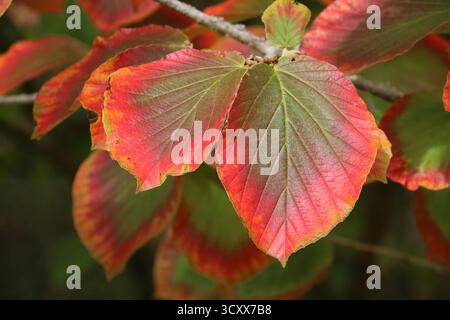 Hamamelnussblatt mit kräftiger roter Herbstfarbe. Hamamelis x Intermedia „Orangenschale“ Stockfoto