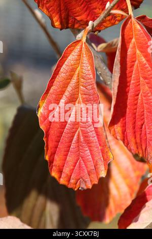 Einzelnes Hamelnussblatt mit kräftiger roter Herbstfarbe. Hamamelis x Intermedia „Arnold Promise“ Stockfoto