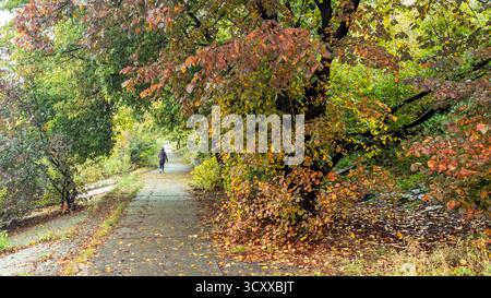 Person, die allein auf einem Betonweg geht, umgeben von Bäumen mit grünen, gelben und orangen Blättern, gefallenes Laub bedeckt den Boden in einem Herbst PA Stockfoto