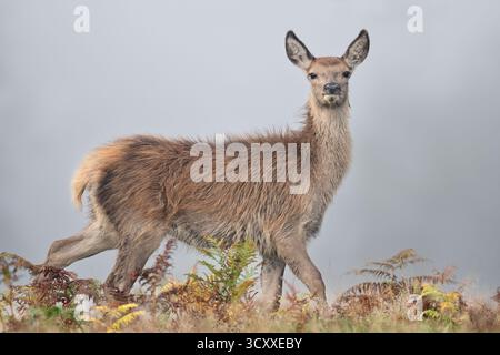 Rothirschkalb (Cervus elaphus) in dickem Herbstmorgendnebel Stockfoto