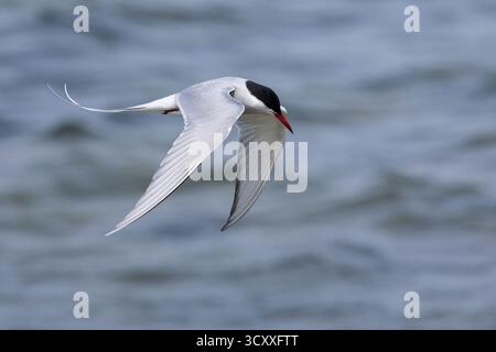 Küsten-Seeschwalbe, Küstenseeschwalbe, Flug, Flugbild, fliegend, Seeschwalbe, Seeschwalben, Sterna paradisaea, arktische Seeschwalbe, Fliegen, Flug, La Sterne Stockfoto