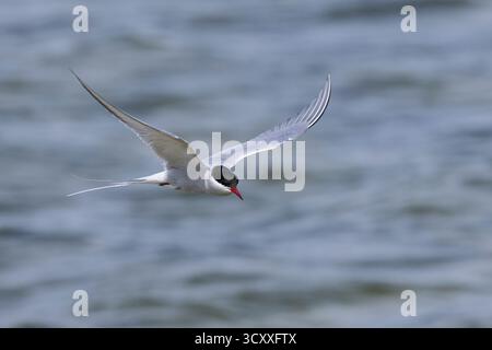 Küsten-Seeschwalbe, Küstenseeschwalbe, Flug, Flugbild, fliegend, Seeschwalbe, Seeschwalben, Sterna paradisaea, arktische Seeschwalbe, Fliegen, Flug, La Sterne Stockfoto