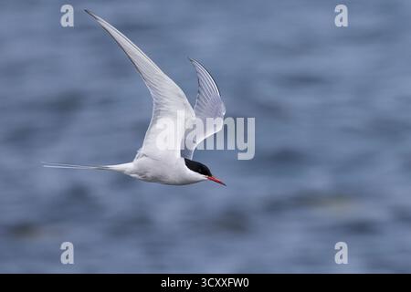 Küsten-Seeschwalbe, Küstenseeschwalbe, Flug, Flugbild, fliegend, Seeschwalbe, Seeschwalben, Sterna paradisaea, arktische Seeschwalbe, Fliegen, Flug, La Sterne Stockfoto