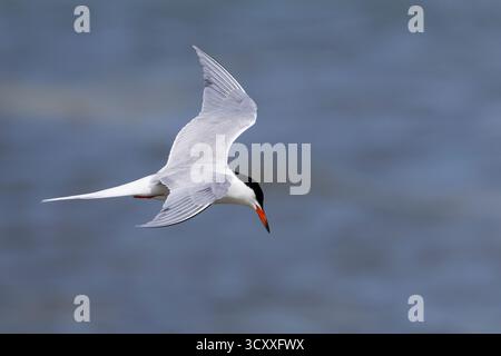 Fluß-Seeschwalbe, Flußseeschwalbe, Fluss-Seeschwalbe, Flussseeschwalbe, Flug, Flugbild, fliegend, Seeschwalbe, Seeschwalben, Sterna hirundo, gemeinsame te Stockfoto