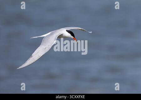 Fluß-Seeschwalbe, Flußseeschwalbe, Fluss-Seeschwalbe, Flussseeschwalbe, Flug, Flugbild, fliegend, Seeschwalbe, Seeschwalben, Sterna hirundo, gemeinsame te Stockfoto