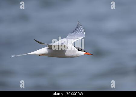 Fluß-Seeschwalbe, Flußseeschwalbe, Fluss-Seeschwalbe, Flussseeschwalbe, Flug, Flugbild, fliegend, Seeschwalbe, Seeschwalben, Sterna hirundo, gemeinsame te Stockfoto