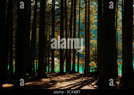 Sonnenlicht, das durch hohe Kiefern in einem dichten Wald mit türkisfarbenem Wasser im Hintergrund gefiltert wird Stockfoto