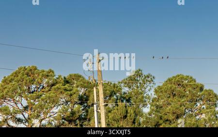 Eine Gruppe kleiner Vögel sitzt auf einer elektrischen Leitung am Strand von santa rosa, florida Stockfoto