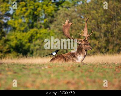 Damhirsch Buck sitzt mit einer Magpie auf dem Rücken Stockfoto